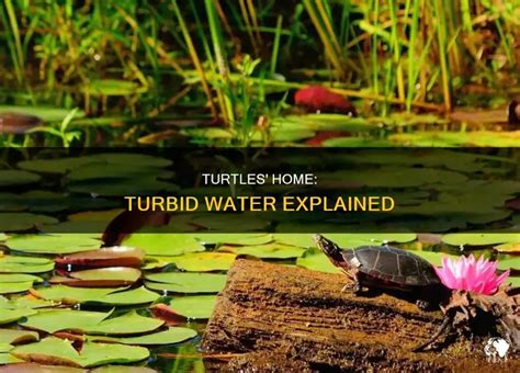 Turtles' Home: Turbid Water Explained | PetShun