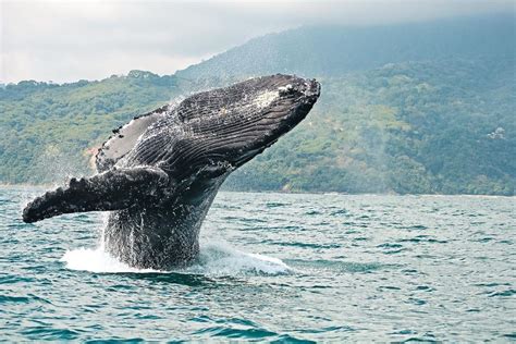 HVAL OG DELFINSAFARI I UVITA COSTA RICA GetYourGuide