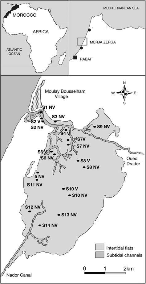 Location of the Merja Zerga lagoon as well as the 19 sampling stations ...