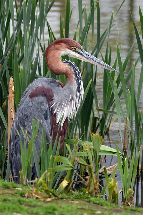 Pin on Birds-Ardeidae-Herons