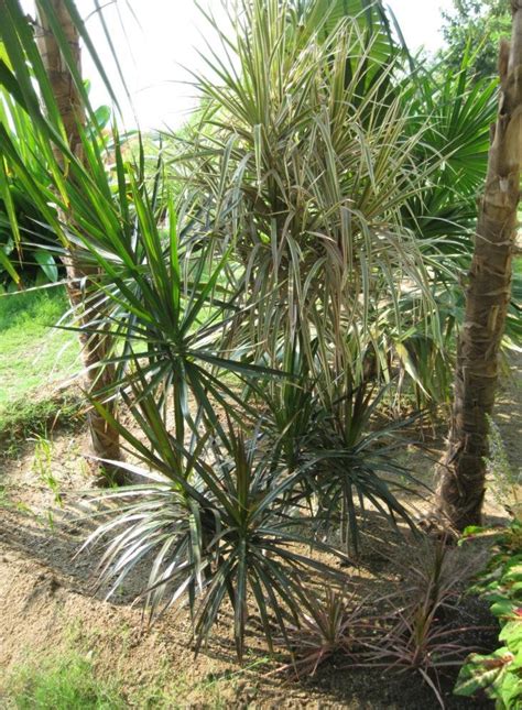 Madagascar Dragon Tree- I Planted Roots in Mexico – Manzanillo Sun