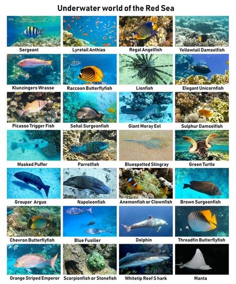 Collage Von Unterwasserbildern Sammlung Tropische Fische Stockfoto