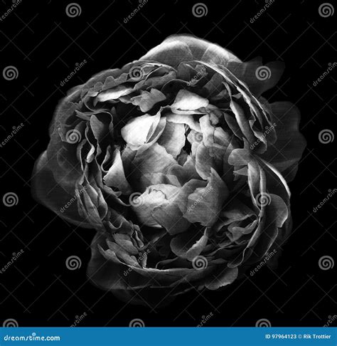 Peony sketch stock illustration. Illustration of pencil - 97964123