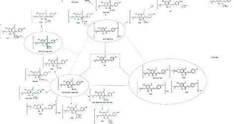 The Proposed Biotransformation Pathways Of Xn In Vivo And In Vitro