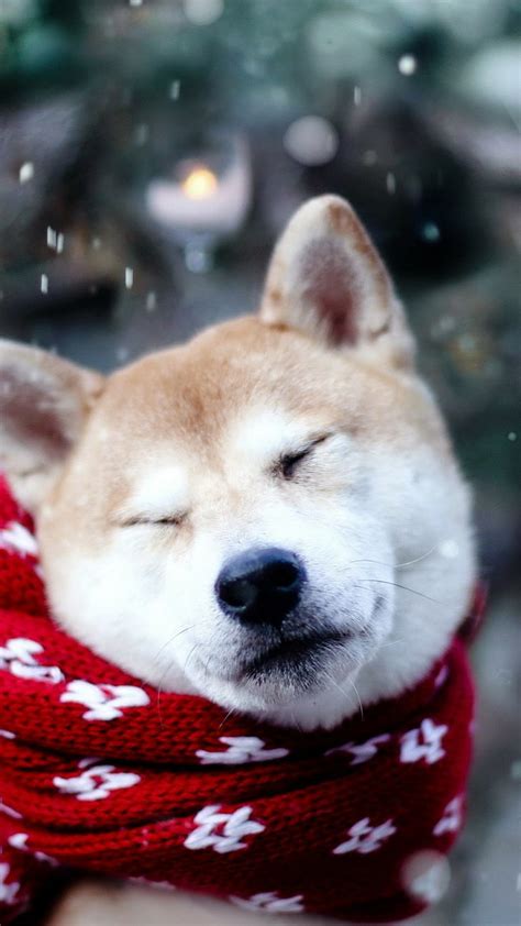 HD wallpaper: Dogs, Shiba Inu | Wallpaper Flare