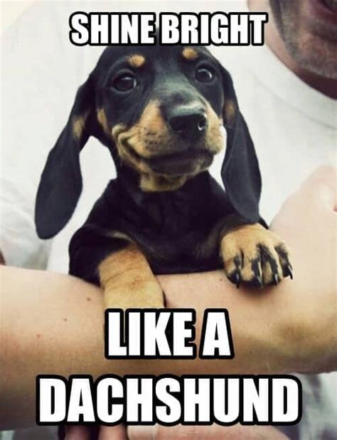 50 Funniest Dachshund Memes