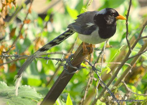 Yellow Billed Blue Magpie Or Gold Billed Magpie Project Noah