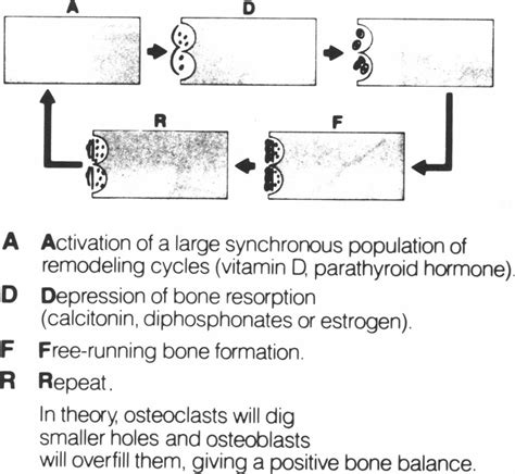 Schematic Representation Of A Bone Remodeling Cycle Download Scientific Diagram