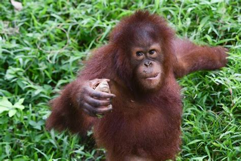 Bebé orangután jugando en la hierba Foto Premium