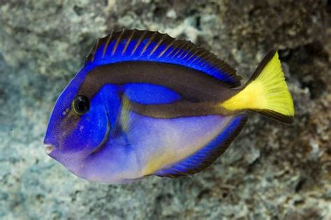 Yellow Belly Regal Tang