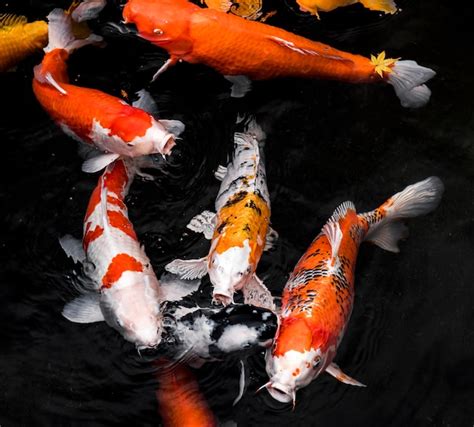 Koi Fish Top View Images Free Vectors Stock Photos And Psd