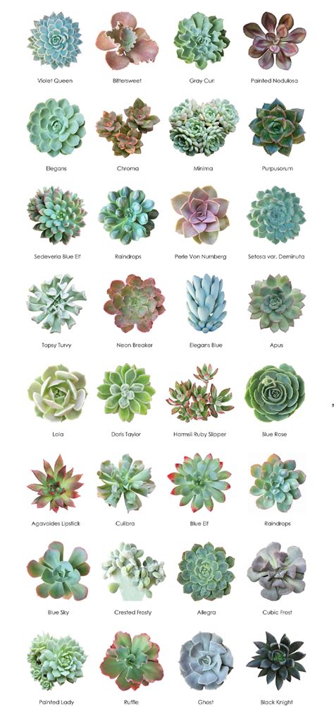 Blackwoods.co.za Succulent Identification Charts - Blackwoods.co.za ...