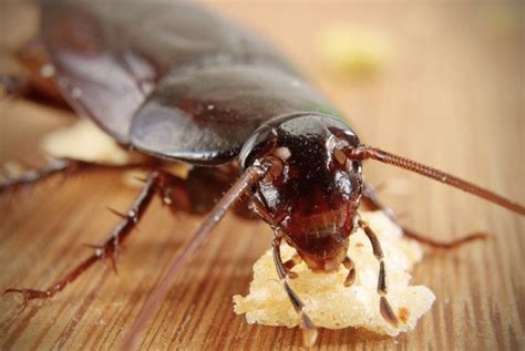 10 Dicas Matadoras Para Acabar As Baratas Matinseto Dedetizadora