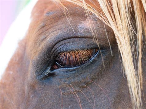 Horse eye close up stock photo. Image of maintenance - 141500130