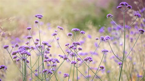 How To Grow Verbena Expert Advice On This Flowering Plant Homes And