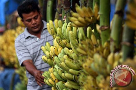 Kulit Pisang Bisa Diolah Jadi Permen Antihiperkolesterol Antara News