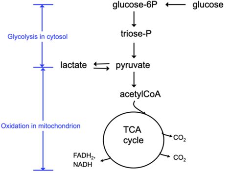 3 Carbohydrate Metabolism 2 Pyruvate Dehydrogenase And The Tca Cycle Flashcards Quizlet