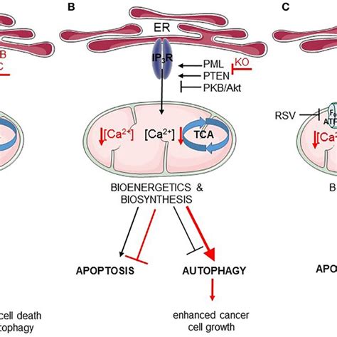 Endoplasmic Reticulum Ermitochondria Ca²⁺ Transfer Regulates