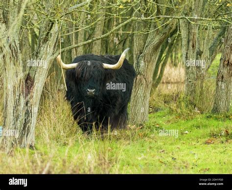 Black Highland Cattle in Wodded Area Stock Photo - Alamy