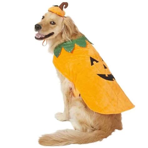 Pumpkin Dog Costume - Doodle Doods