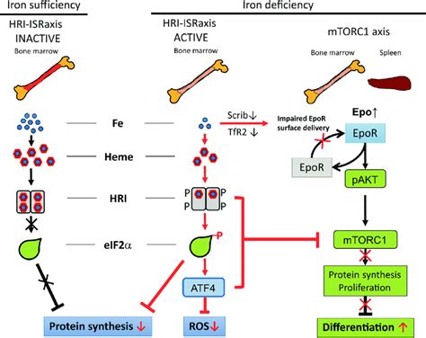 Molecular Pathways Of Iron Restricted Erythropoiesis Through