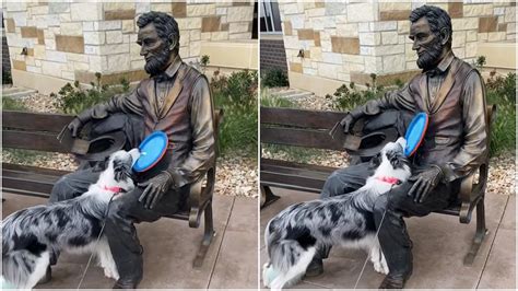 Lively Border Collie Repeatedly Tries To Play Frisbee With A Seated