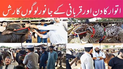 Cattle Rates Update Peshawar Ki Sb Se Sasti Mandi Cow Mandi