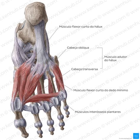 Anatomia Do Pé Ligamentos - NAZAEDU