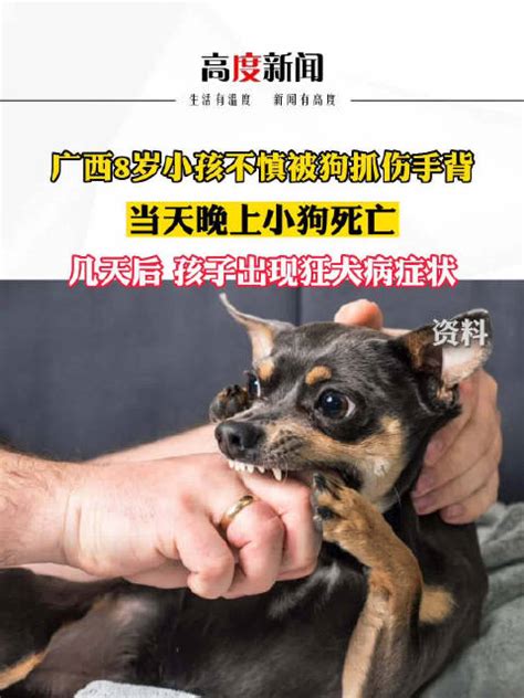 8岁男童被狗抓伤未及时处理，5天后狂犬病发作不幸去世狗狂犬病新浪新闻