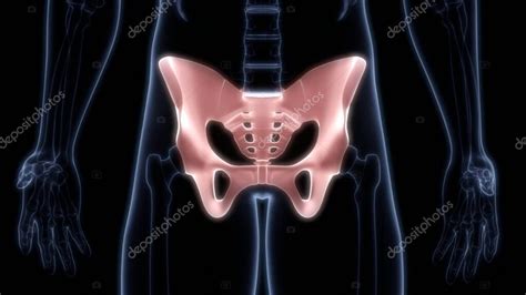 Articulaciones óseas de pelvis del sistema esquelético humano Anatomía