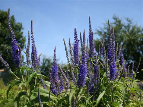 Вероника длиннолистная (Veronica longifolia L.) - лекарственное ...