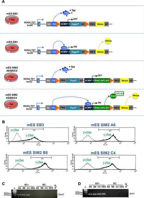 Cellular Model A Schematic Representation Of The Inducible Rosa Tet