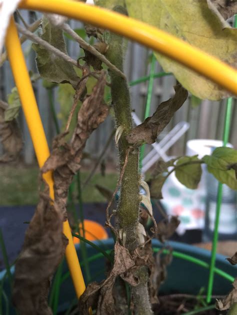 identification - What causes tomato leaves to wilt and die from the