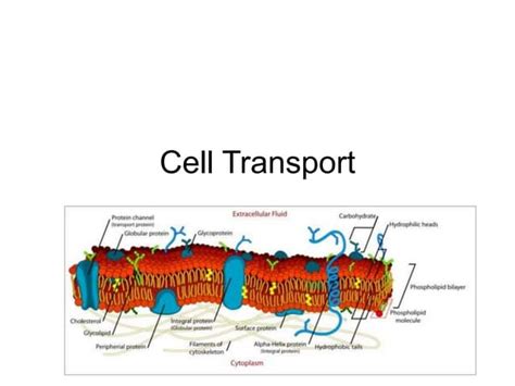 Cell_Transport.ppt