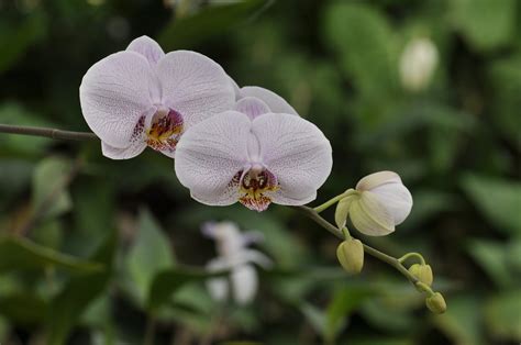 Orchid Botanic Garden RJ Orquídea Jardim Botânico RJ Flickr