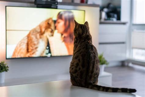 How to Cat Proof a TV: 9 Vet Approved Tips & Tricks - Catster