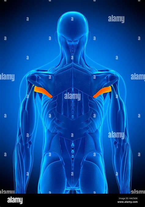 Teres Major Anatomy