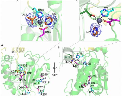 Intramolecular Interactions Of Mas A B Salt Bridges And Zn Binding