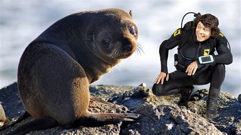 Andys Aquatic Adventures Series 2 2 Andy And The Fur Seal Pup BBC