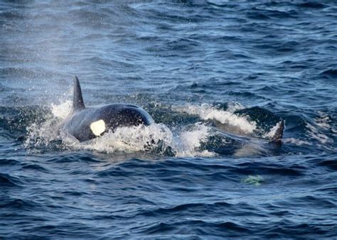 Killer whale attack sinks boat in southern Spain - InSpain.news