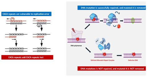 Microsatellite Instability Analysis Msa For Bladder Cancer Past