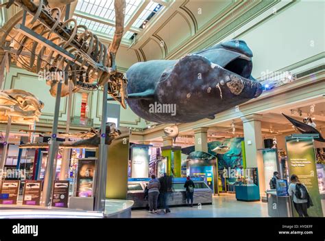 Whale Model At Ocean Hall Of The National Natural History Museum Of The