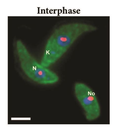 Subcellular Localization Of Nop56 During Mitosis Of Procyclic T Brucei