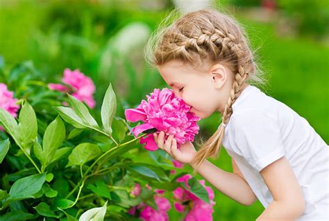 286,200+ Smelling Flowers Garden Stock Photos, Pictures & Royalty-Free ...