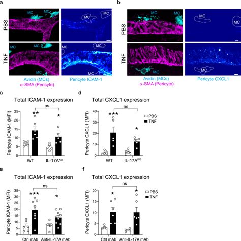 Pericyte Icam And Cxcl Expression Is Increased In Vessels With Mcs