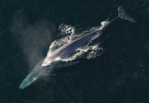 50 Incredible Blue Whale Facts For You To Find Out