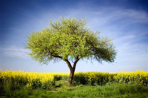 Apfelblüte Wann wo blüht sie Regionen Einflussfaktoren