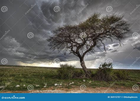 Thunderstorm Tree Royalty Free Stock Photography Image 36915707