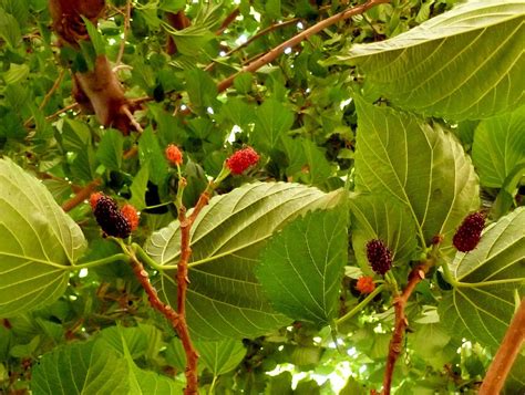 Árboles con alma Morera negra Morus nigra