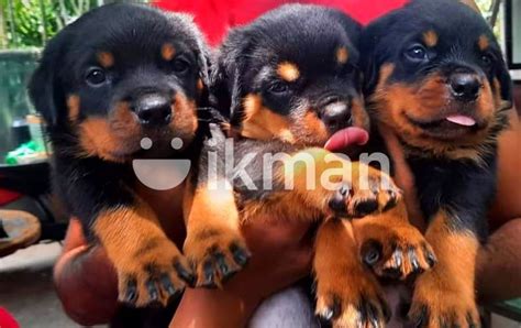 Rottweiler Puppy For Sale In Gampaha City Ikman